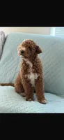 Scout , a male Miniature Goldendoodle for sale in Beltsville, MD – Photo 2 of 3