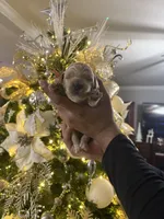 Scout , a male Miniature Goldendoodle for sale in Beltsville, MD – Photo 3 of 3