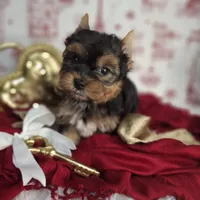 Cupid, a male Yorkshire Terrier for sale in Idabel, OK – Photo 3 of 3