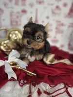 Cupid, a male Yorkshire Terrier for sale in Idabel, OK – Photo 3 of 3