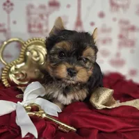 Cupid, a male Yorkshire Terrier for sale in Idabel, OK – Photo 1 of 3