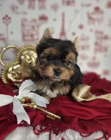 Cupid, a male Yorkshire Terrier for sale in Idabel, OK – Photo 1 of 3