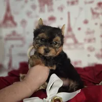 Cupid, a male Yorkshire Terrier for sale in Idabel, OK – Photo 2 of 3