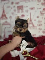 Cupid, a male Yorkshire Terrier for sale in Idabel, OK – Photo 2 of 3