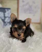 Precious boy, a male Yorkshire Terrier for sale in Idabel, OK – Photo 3 of 3