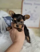 Precious boy, a male Yorkshire Terrier for sale in Idabel, OK – Photo 2 of 3