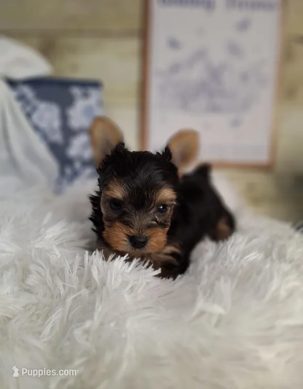 Precious boy – Yorkshire Terrier puppy for sale in Idabel, OK