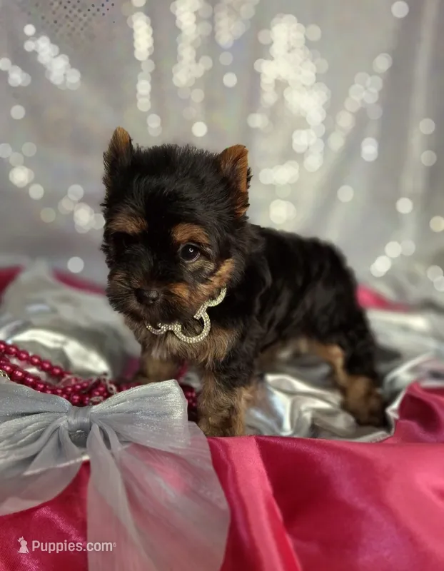 Sparkles – Yorkshire Terrier puppy for sale in Idabel, OK