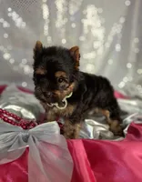 Sparkles, a female Yorkshire Terrier for sale in Idabel, OK – 1 of 1