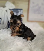 Cutie pie, a male Yorkshire Terrier for sale in Idabel, OK – Photo 2 of 2