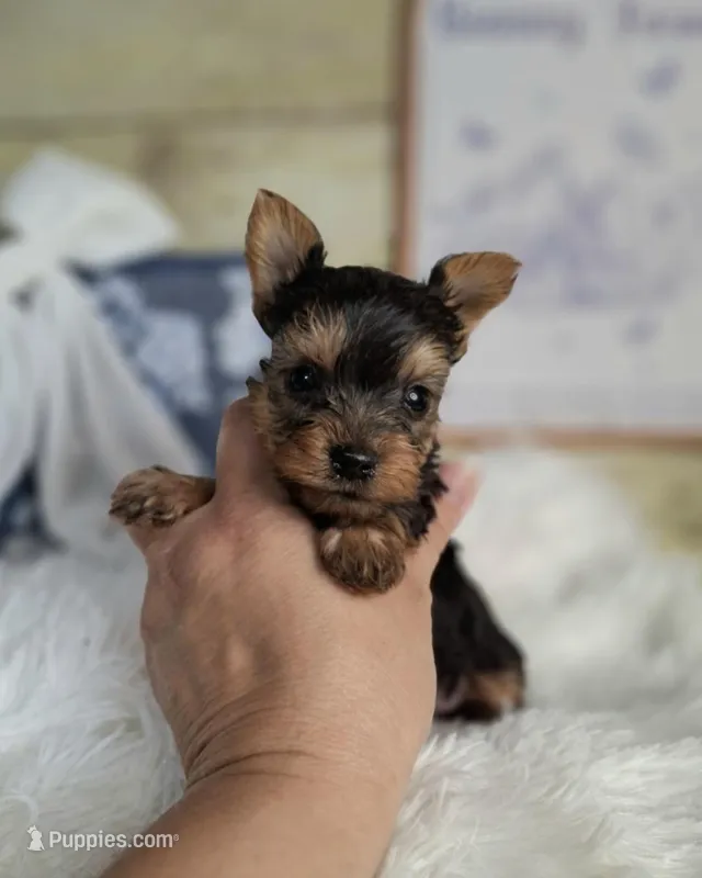 Cutie pie – Yorkshire Terrier puppy for sale in Idabel, OK