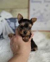 Cutie pie, a male Yorkshire Terrier for sale in Idabel, OK – Photo 1 of 2