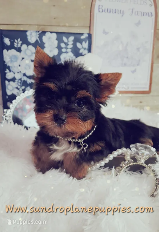 Sweetie – Yorkshire Terrier puppy for sale in Idabel, OK