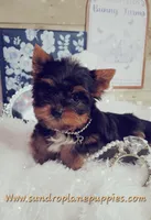 Sweetie, a female Yorkshire Terrier for sale in Idabel, OK – Photo 1 of 2