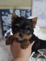 Sweetie, a female Yorkshire Terrier for sale in Idabel, OK – Photo 2 of 2
