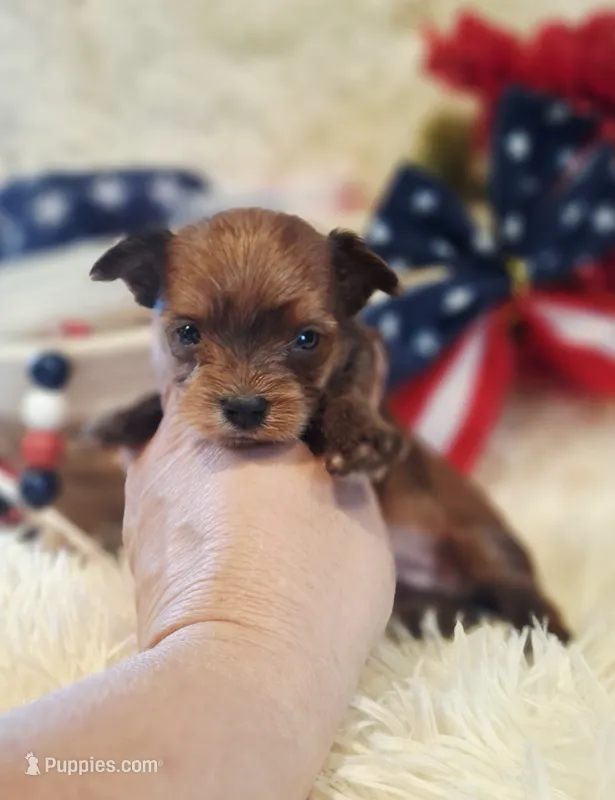 Sable boy  – Yorkshire Terrier puppy for sale in Idabel, OK
