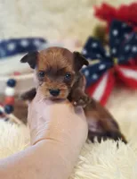 Sable boy , a male Yorkshire Terrier for sale in Idabel, OK – 1 of 1