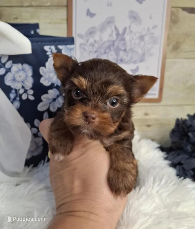 Hershey cutie pie – Yorkshire Terrier puppy for sale in Idabel, OK
