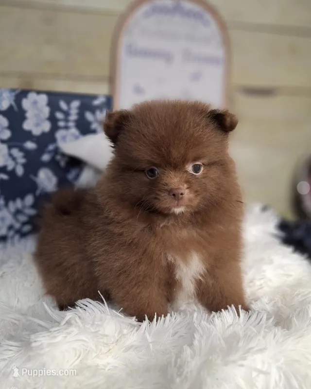 Choc girlie – Pomeranian puppy for sale in Idabel, OK