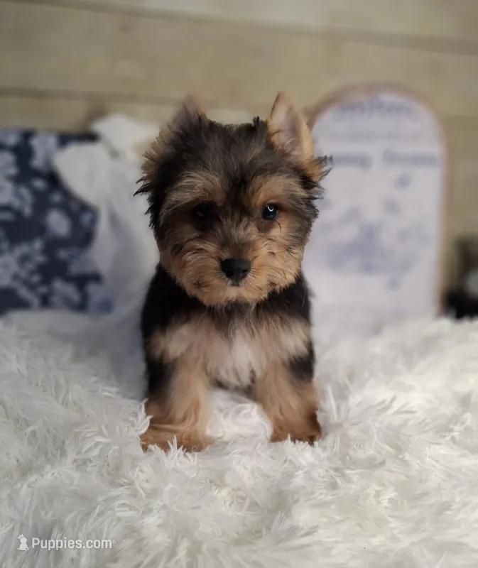 Bailey – Yorkshire Terrier puppy for sale in Idabel, OK