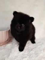 Pommie, a male Pomeranian for sale in Idabel, OK – 1 of 1