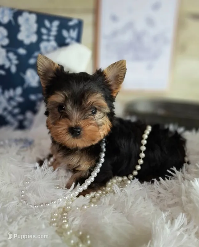 Cutie pie – Yorkshire Terrier puppy for sale in Idabel, OK