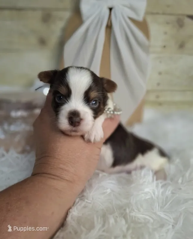 Gucci – Yorkshire Terrier puppy for sale in Idabel, OK