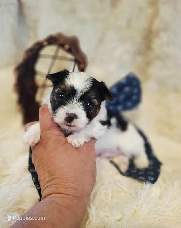 Parti boy – Yorkshire Terrier puppy for sale in Idabel, OK