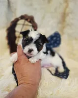 Parti boy, a male Yorkshire Terrier for sale in Idabel, OK – 1 of 1