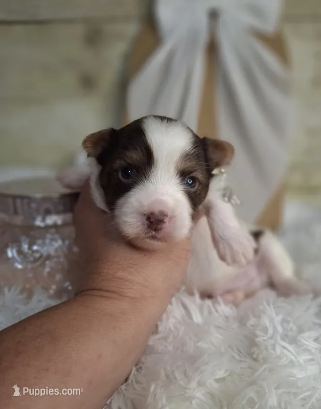 Hershey – Yorkshire Terrier puppy for sale in Idabel, OK