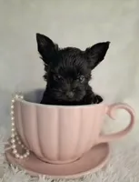 Onyx, a male Yorkshire Terrier for sale in Idabel, OK – 1 of 1