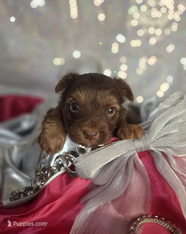 Coco girl – Yorkshire Terrier puppy for sale in Idabel, OK