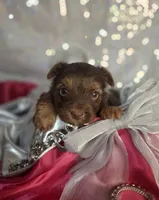 Coco girl, a female Yorkshire Terrier for sale in Idabel, OK – 1 of 1