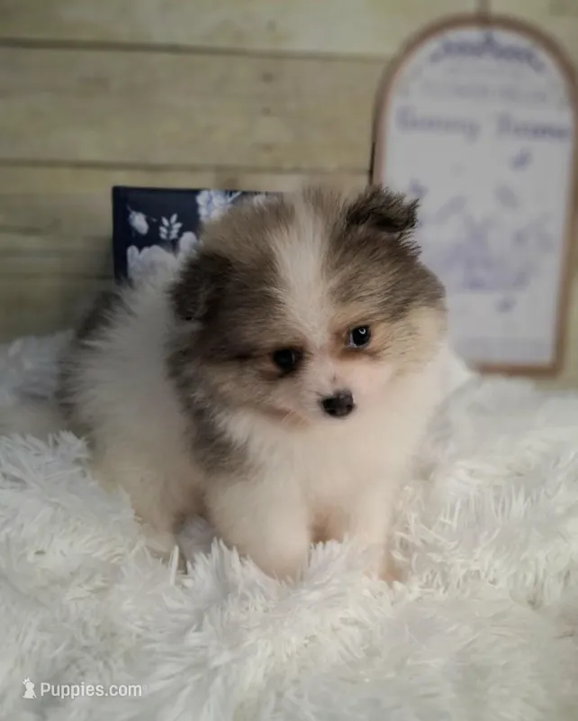 Honey pie – Pomeranian puppy for sale in Idabel, OK