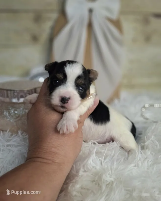 Paris  – Yorkshire Terrier puppy for sale in Idabel, OK