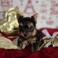 Dandy, a male Yorkshire Terrier for sale in Idabel, OK – Photo 1 of 2