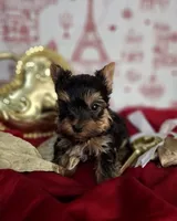 Dandy, a male Yorkshire Terrier for sale in Idabel, OK – Photo 1 of 2