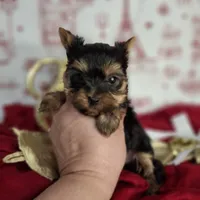 Dandy, a male Yorkshire Terrier for sale in Idabel, OK – Photo 2 of 2