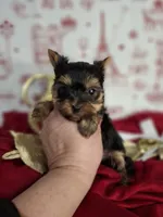 Dandy, a male Yorkshire Terrier for sale in Idabel, OK – Photo 2 of 2