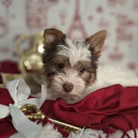 Parti guy, a male Yorkshire Terrier for sale in Idabel, OK – Photo 2 of 3