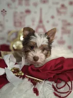 Parti guy, a male Yorkshire Terrier for sale in Idabel, OK – Photo 2 of 3