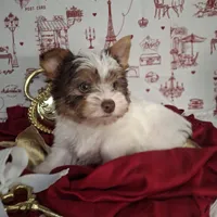 Parti guy, a male Yorkshire Terrier for sale in Idabel, OK – Photo 3 of 3