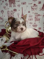 Parti guy, a male Yorkshire Terrier for sale in Idabel, OK – Photo 3 of 3