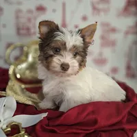 Parti guy, a male Yorkshire Terrier for sale in Idabel, OK – Photo 1 of 3