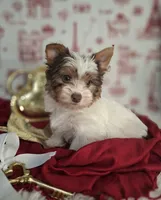 Parti guy, a male Yorkshire Terrier for sale in Idabel, OK – Photo 1 of 3