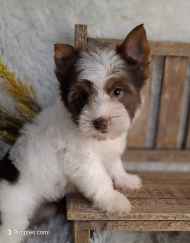 Hershey – Yorkshire Terrier puppy for sale in Idabel, OK
