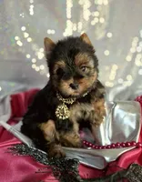 Gorgeous , a female Yorkshire Terrier for sale in Idabel, OK – 1 of 2