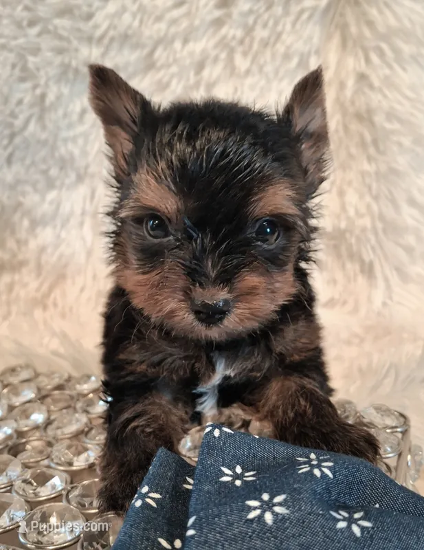 Cutie boy – Yorkshire Terrier puppy for sale in Idabel, OK
