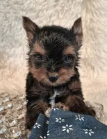 Cutie boy, a male Yorkshire Terrier for sale in Idabel, OK – 1 of 1