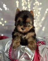 Gorgeous , a female Yorkshire Terrier for sale in Idabel, OK – 2 of 2